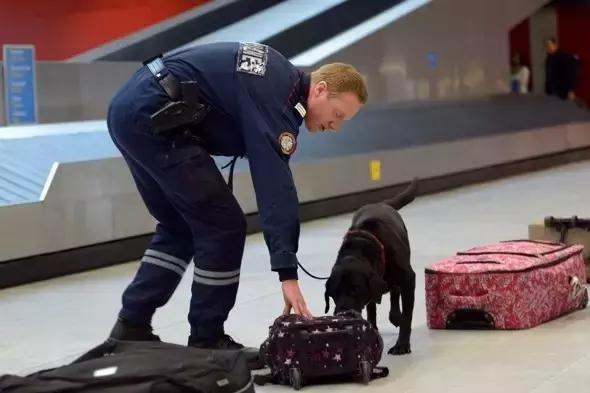 甘草片可以入境澳洲吗,复方甘草片入境美国会被遣返吗