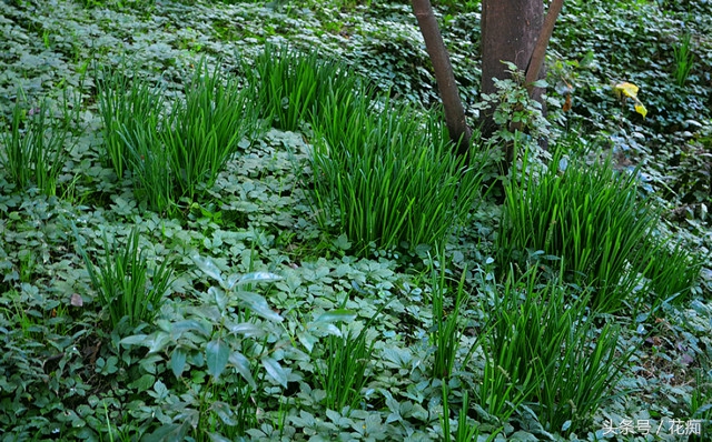 花叶永不相见的是什么花,彼岸花叶子长出来的图片