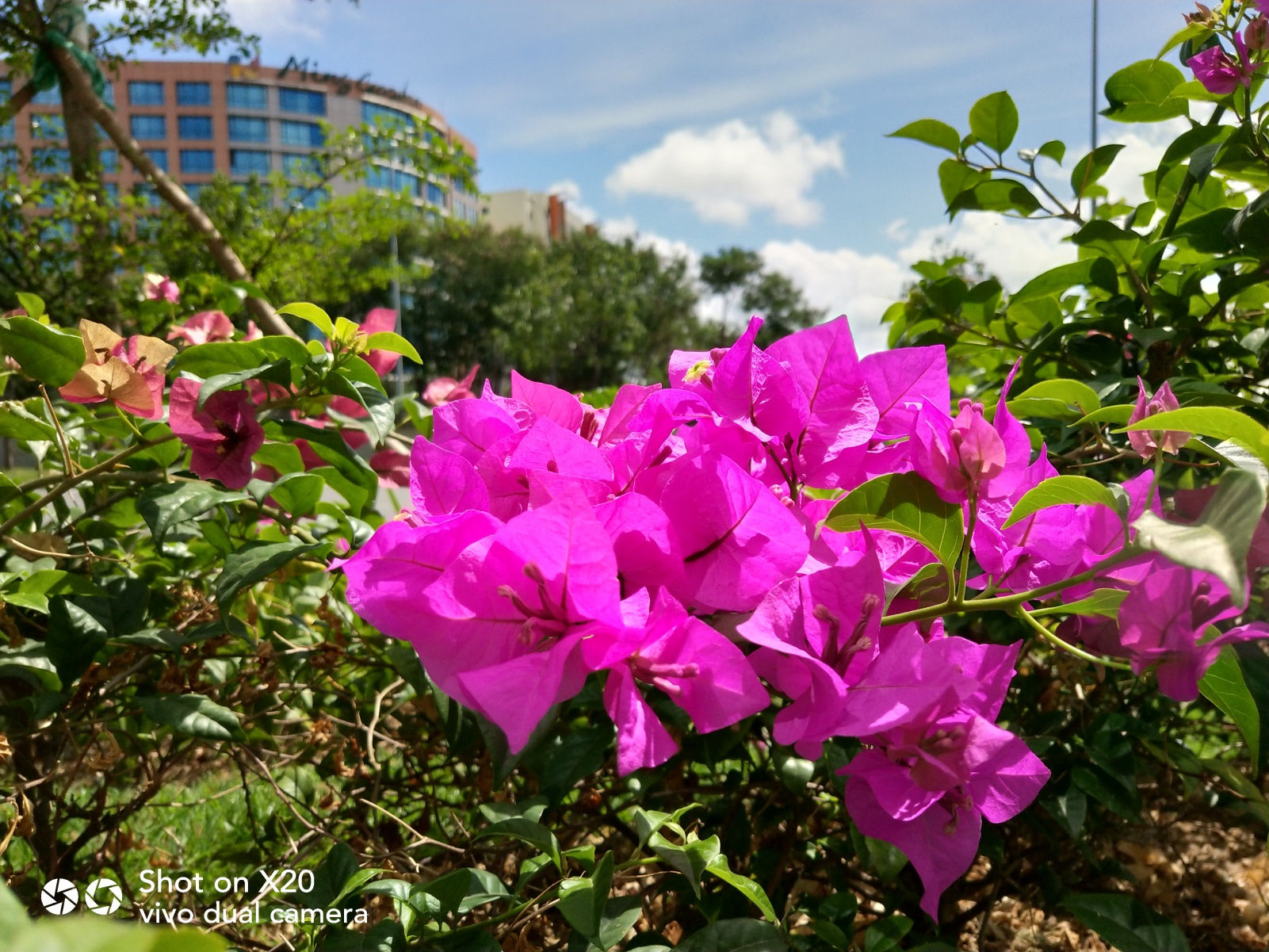 带着vivo x20去旅游 (vivox20plus沙巴之旅)