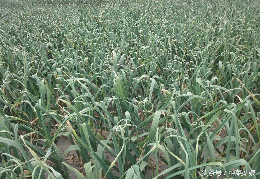 种大蒜正确的方法通俗易懂的,一句话学会种大蒜