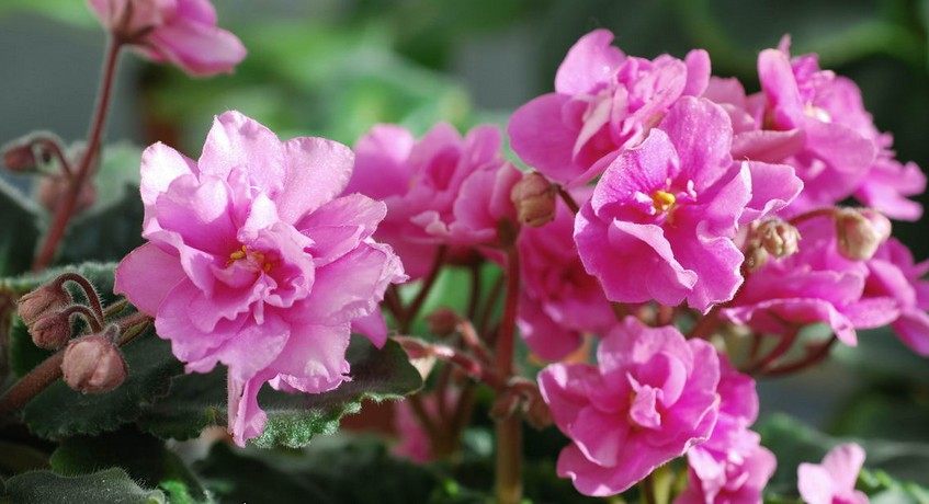 非洲堇的简单养法,非洲堇养护方法