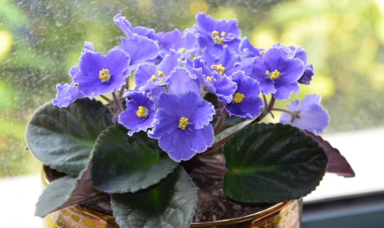 非洲堇的简单养法,非洲堇养护方法