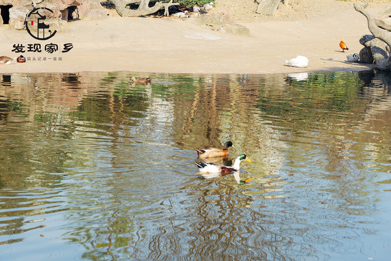 炸根油条，摊个鸡蛋饼，遛红梅公园，环抱半个常州老城区