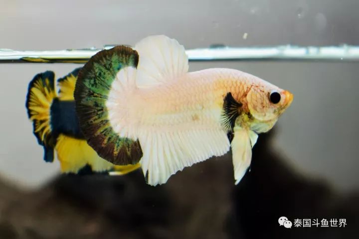 泰国斗鱼拍卖现场,泰国斗鱼拍卖平台有哪些