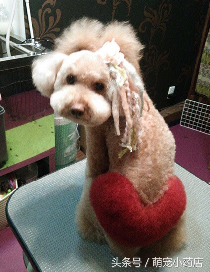 贵宾老咬人,老爱跑床上,怎么整改?给你支招!