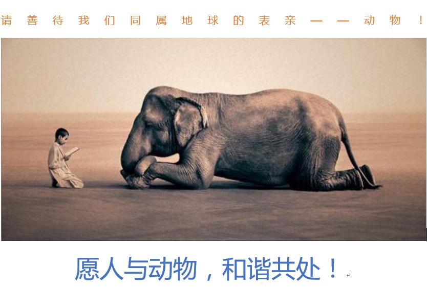 无声地杀戮者——螳螂！