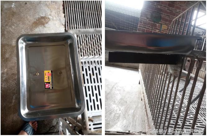 猪场发现丨自制小工具，让产房操作省心更省力