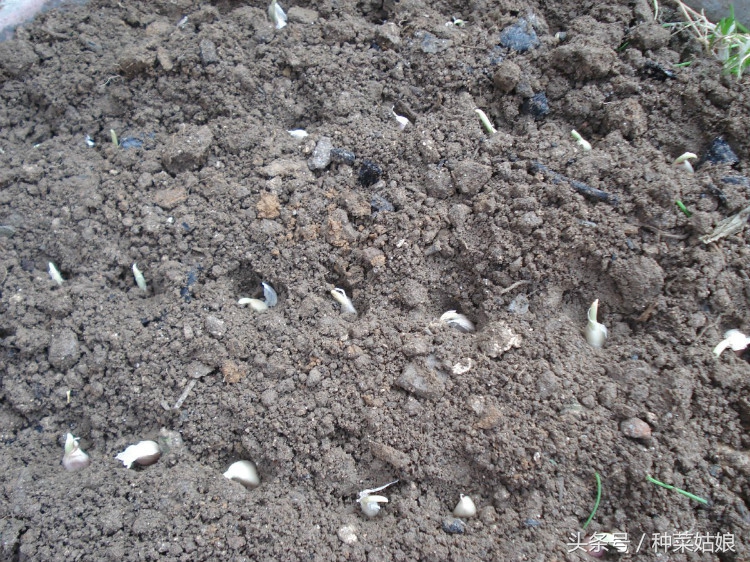 种大蒜正确的方法通俗易懂的,一句话学会种大蒜