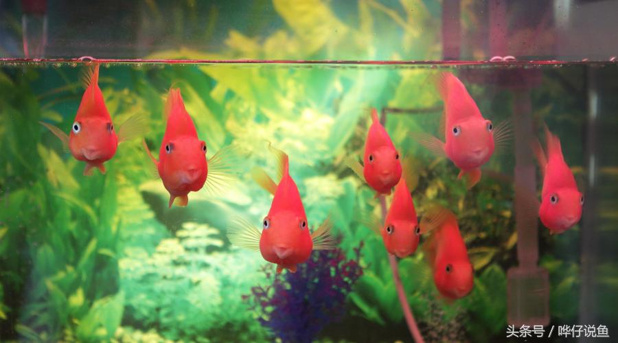 新手养鱼不死鱼的方法,养鱼不死鱼的三个小妙招