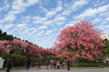 一个人去看樱花是种什么体验,广州看樱花哪里好玩