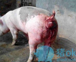 猪脱肛做手术的正确方法,猪脱肛手术固定猪方法