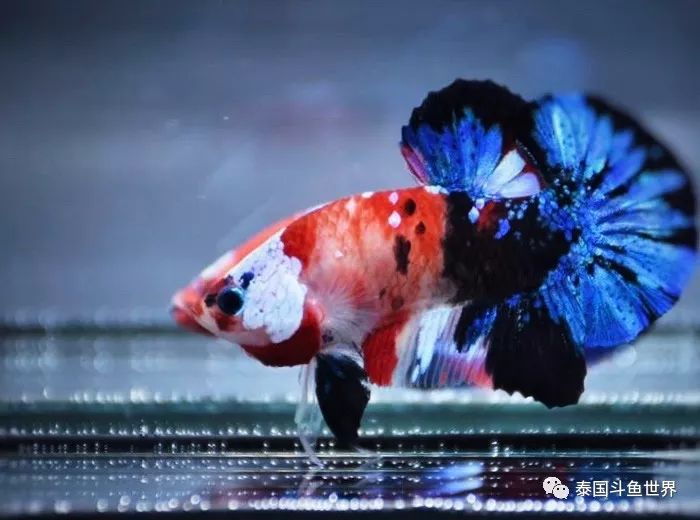 泰国斗鱼拍卖现场,泰国斗鱼拍卖平台有哪些