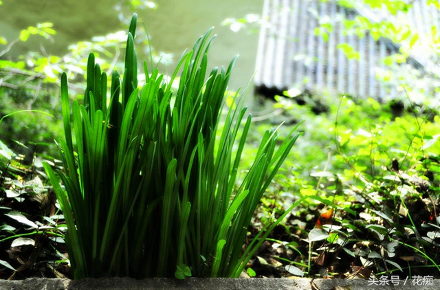 花叶永不相见的是什么花,彼岸花叶子长出来的图片
