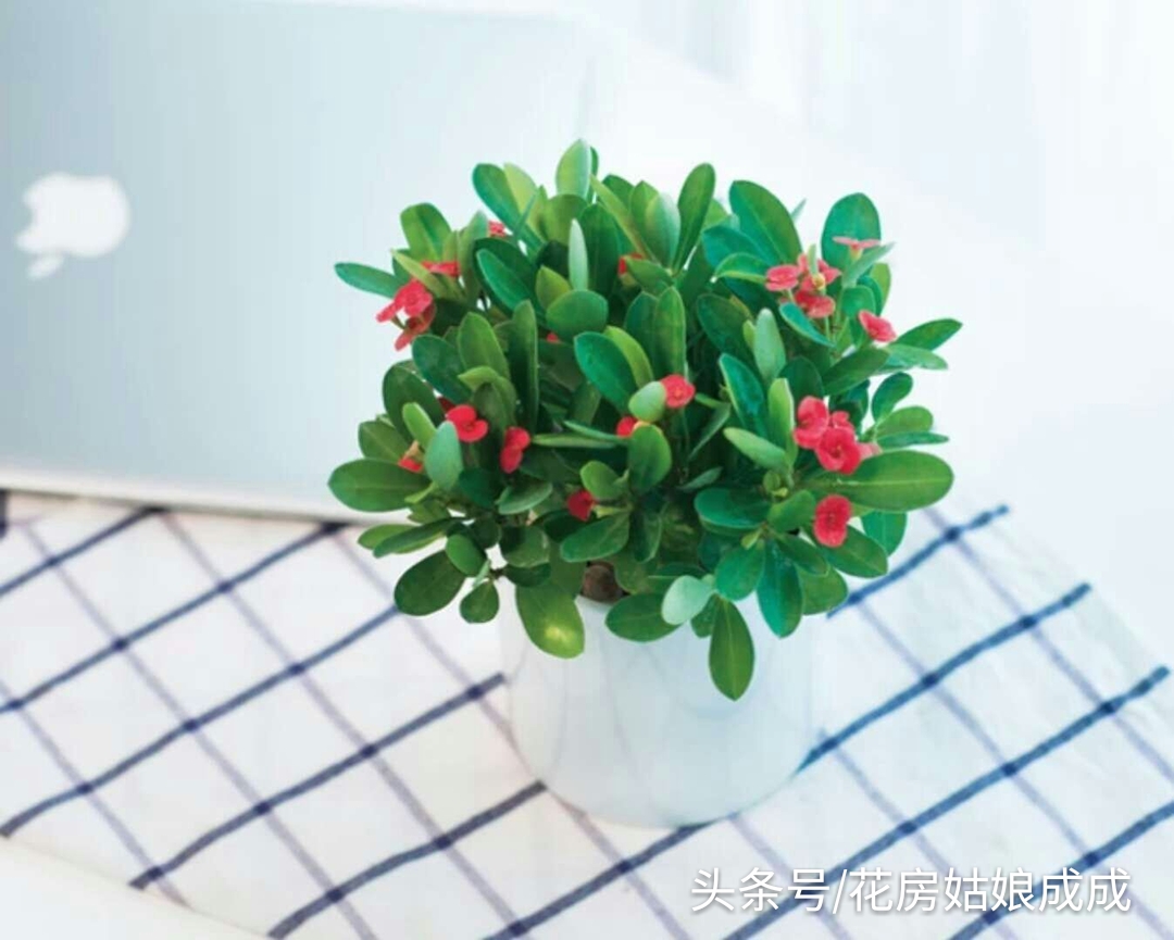 怎样养让虎刺梅从侧面生芽,虎刺梅只长一个杆怎么修剪