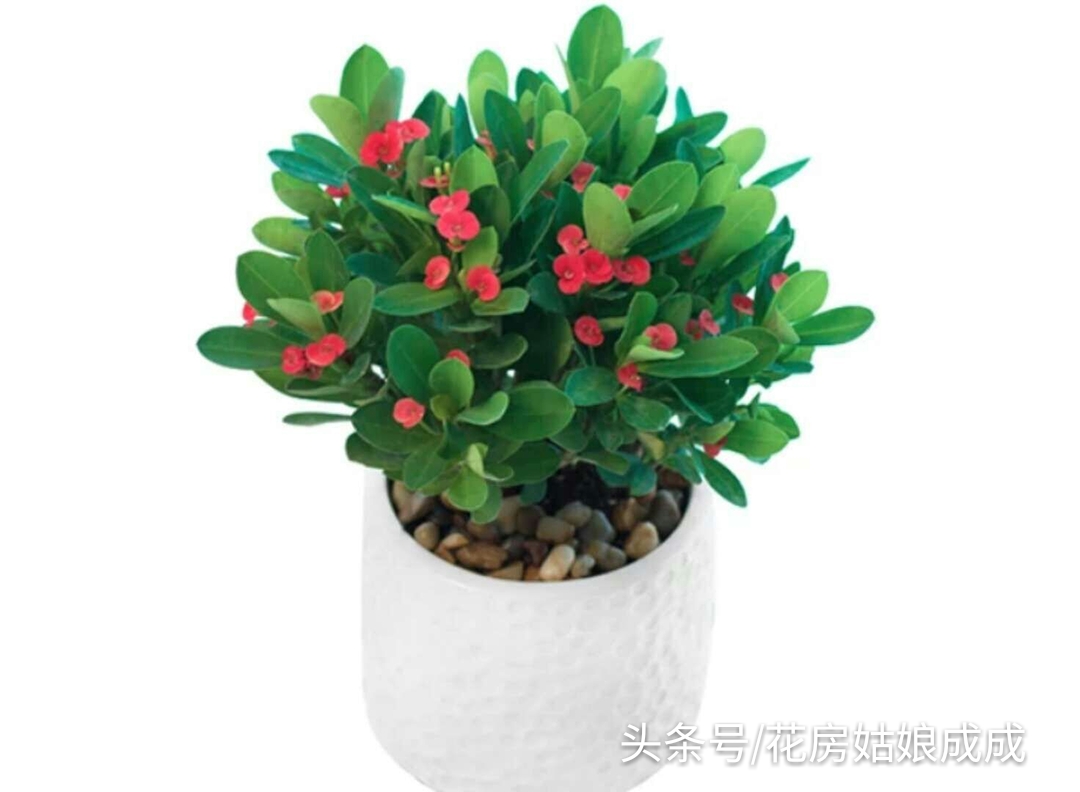 怎样养让虎刺梅从侧面生芽,虎刺梅只长一个杆怎么修剪