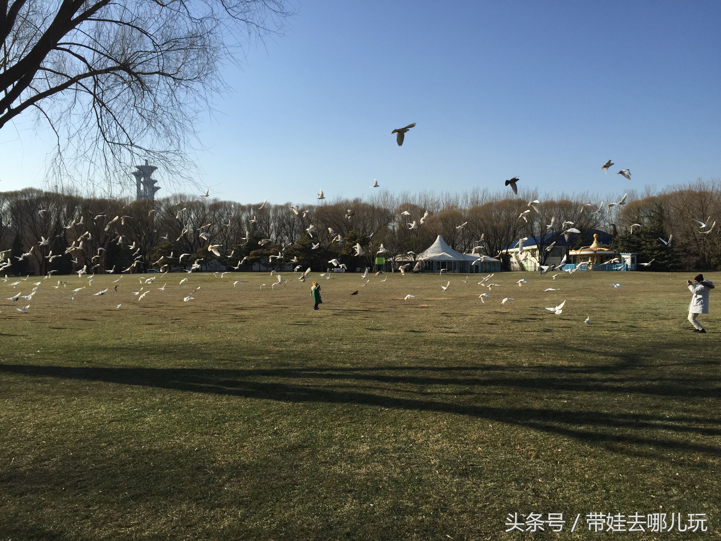 奥森附近藏着一个世外桃源，大草坪上喂白鸽、摸羊驼