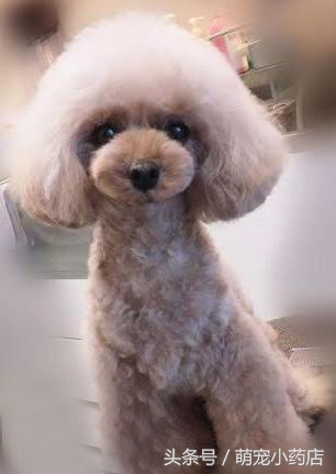 贵宾老咬人,老爱跑床上,怎么整改?给你支招!