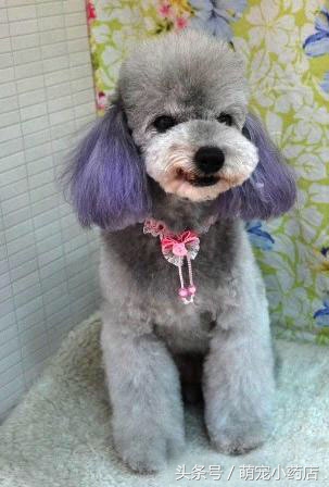 贵宾老咬人,老爱跑床上,怎么整改?给你支招!