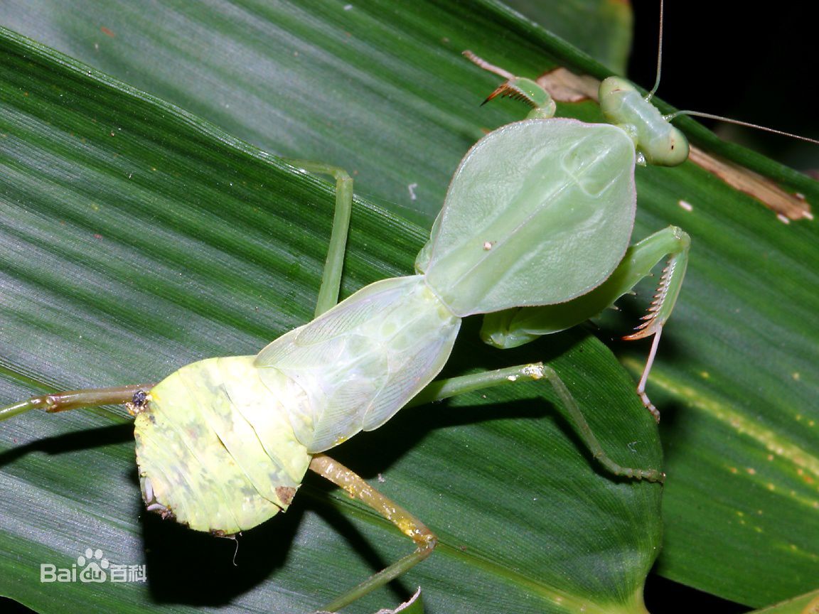 无声地杀戮者——螳螂！