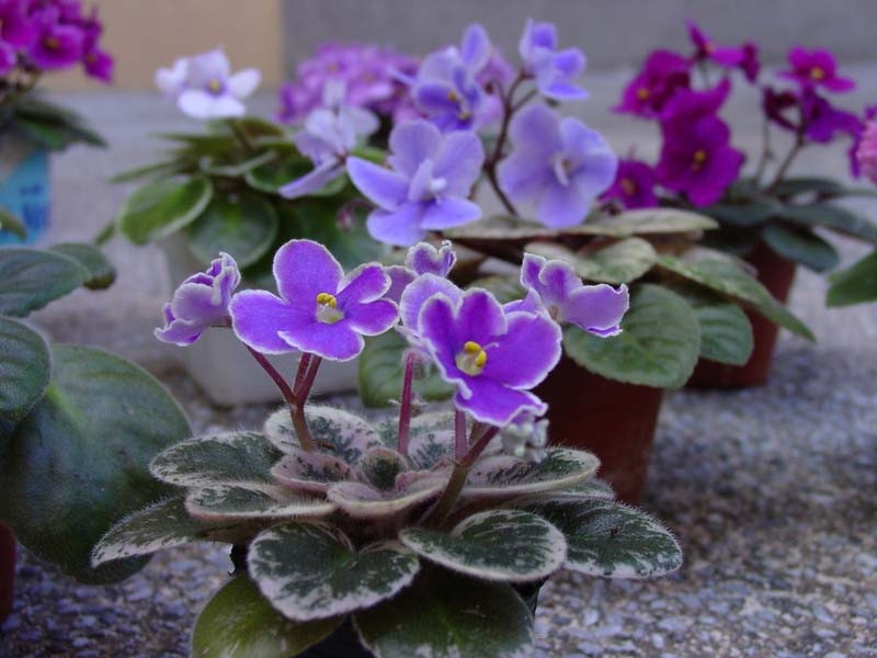 非洲堇的简单养法,非洲堇养护方法