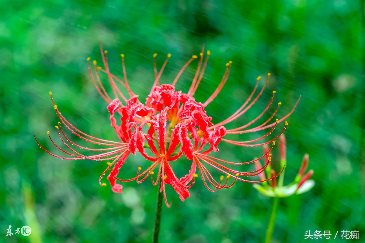 花叶永不相见的是什么花,彼岸花叶子长出来的图片