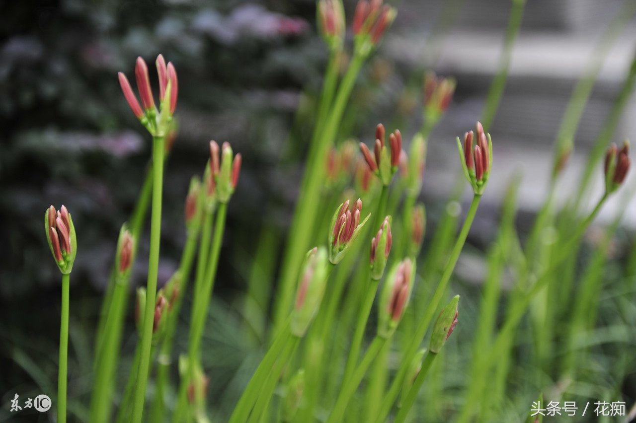 花叶永不相见的是什么花,彼岸花叶子长出来的图片