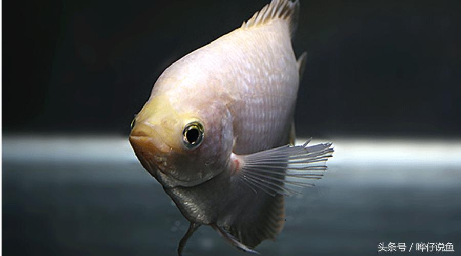 新手养鱼不死鱼的方法,养鱼不死鱼的三个小妙招