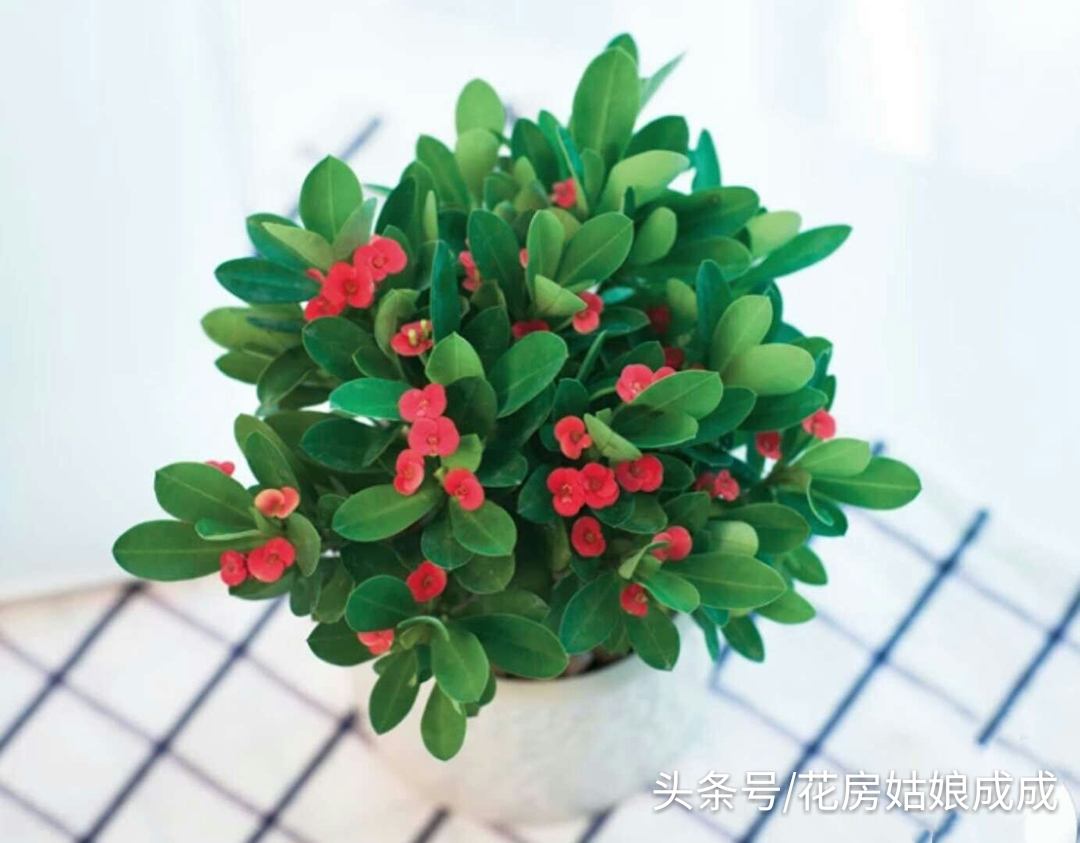 怎样养让虎刺梅从侧面生芽,虎刺梅只长一个杆怎么修剪