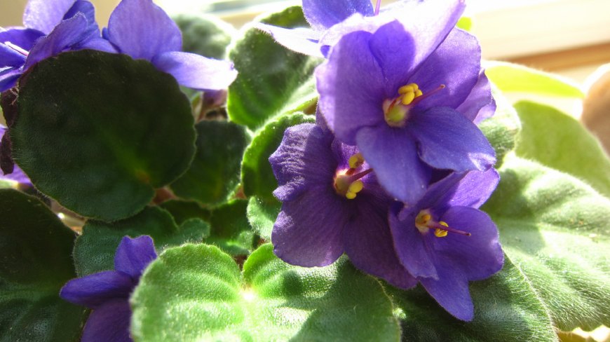 非洲堇的简单养法,非洲堇养护方法