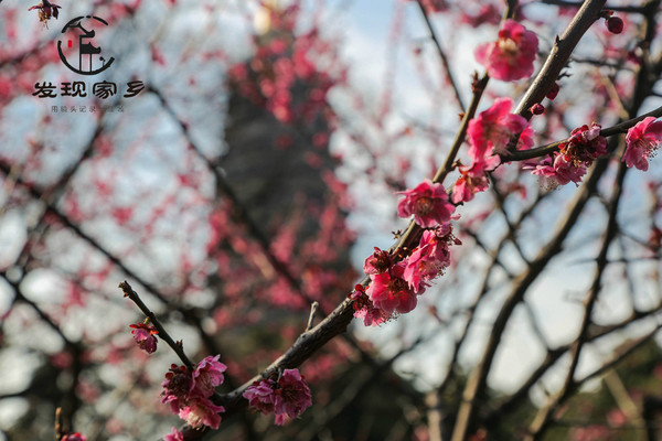 炸根油条，摊个鸡蛋饼，遛红梅公园，环抱半个常州老城区
