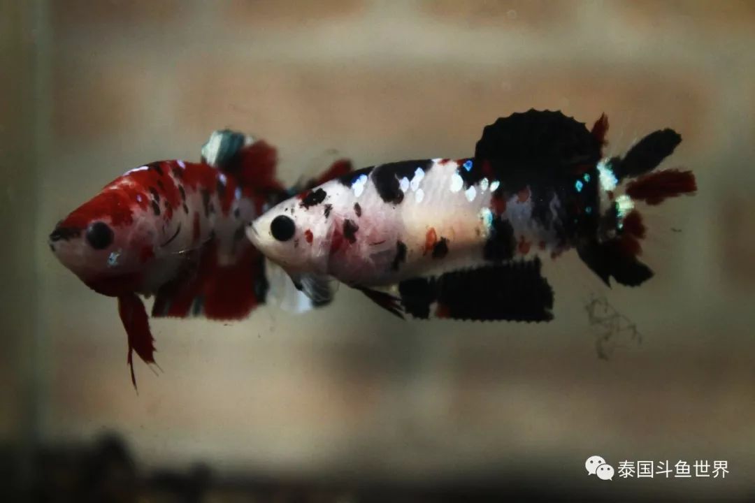 泰国斗鱼拍卖现场,泰国斗鱼拍卖平台有哪些