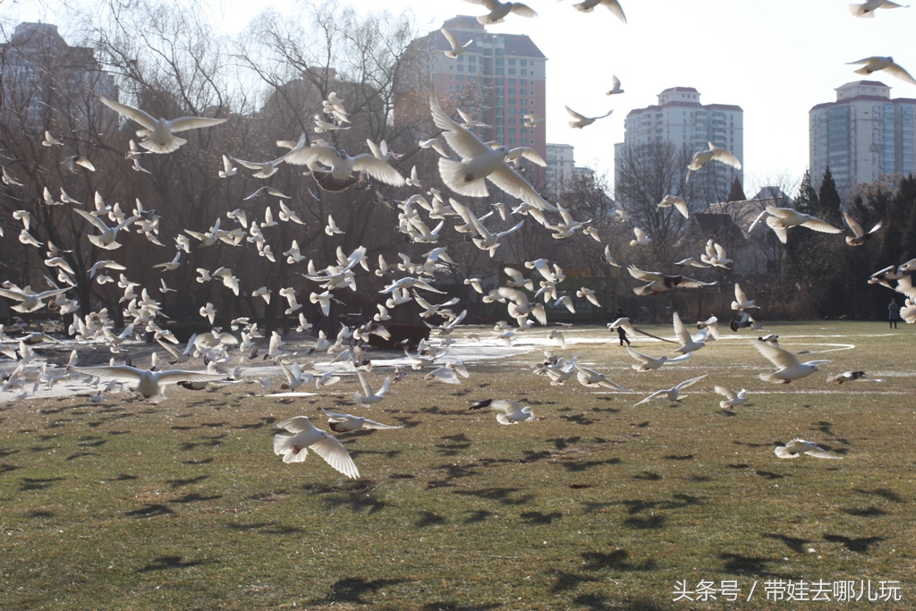 奥森附近藏着一个世外桃源，大草坪上喂白鸽、摸羊驼