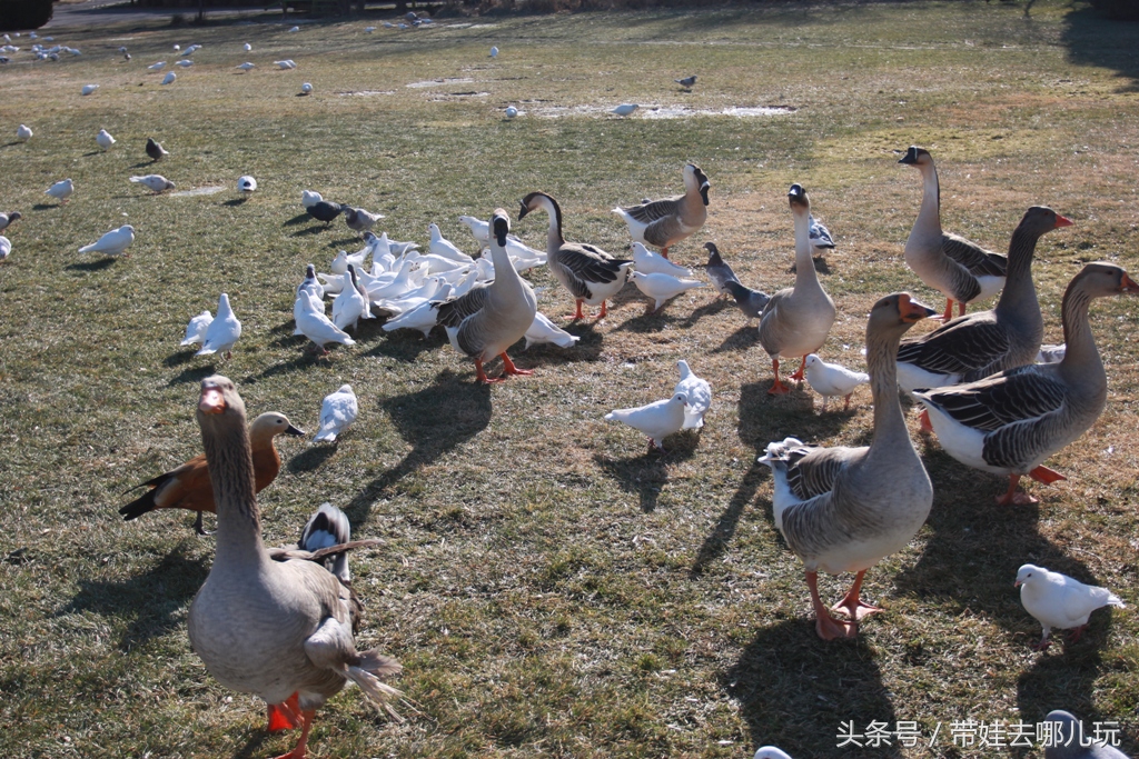 奥森附近藏着一个世外桃源，大草坪上喂白鸽、摸羊驼