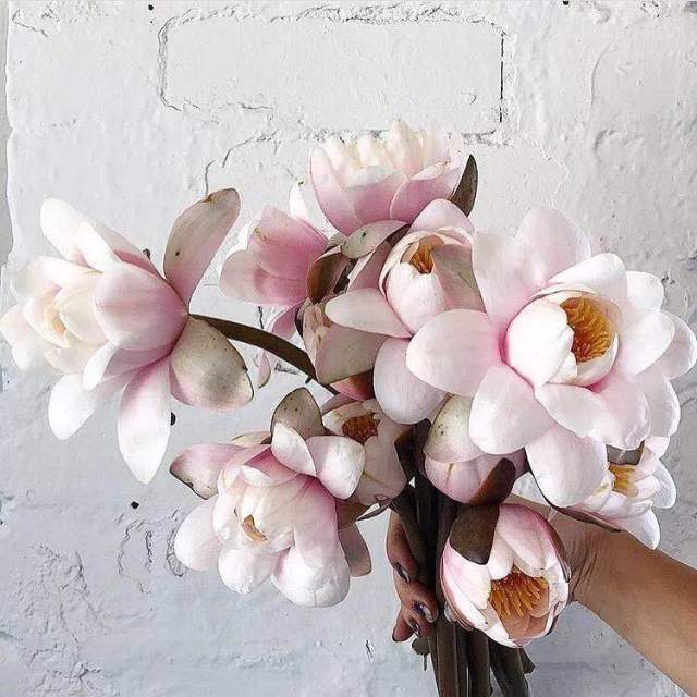 睡莲花能放在大塑料水缸里养吗,养睡莲用玻璃盆养护过程