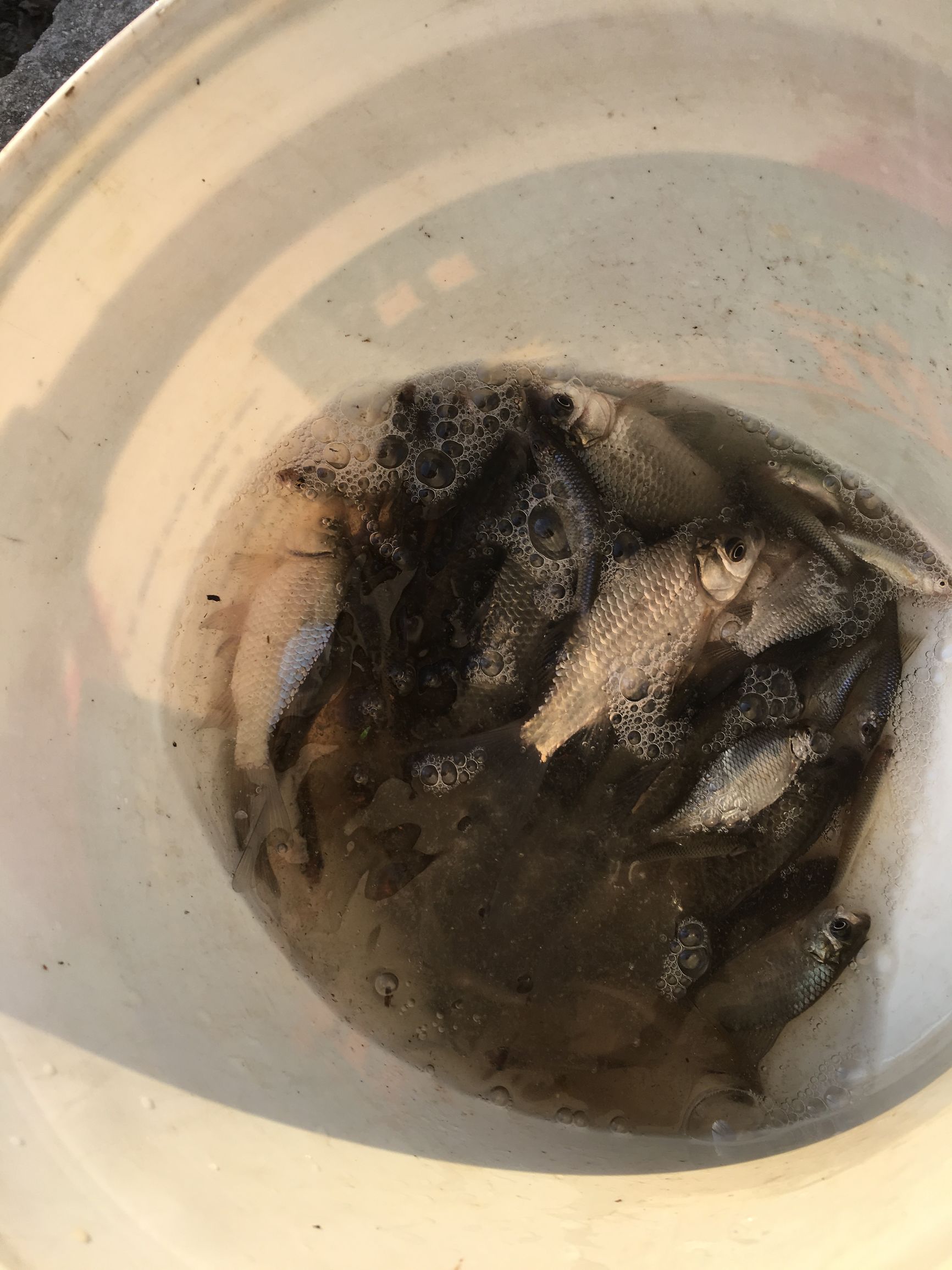 冬季-6℃—4℃大晴天钓鱼，钓友们你们猜渔获会怎么样呢？