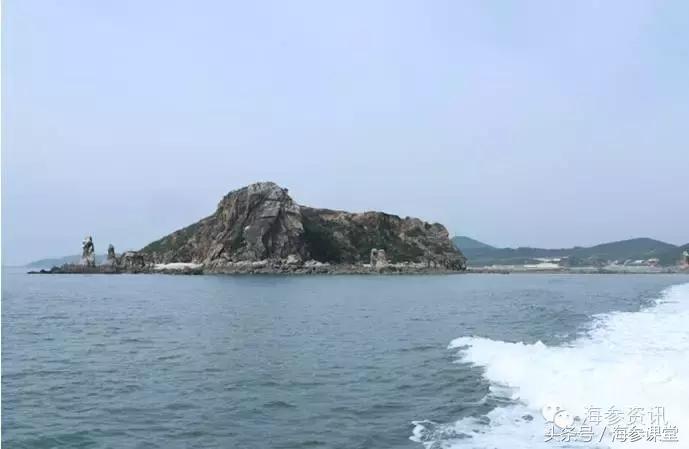 什么产地的海参最好,海参产地大揭秘哪里海参最好