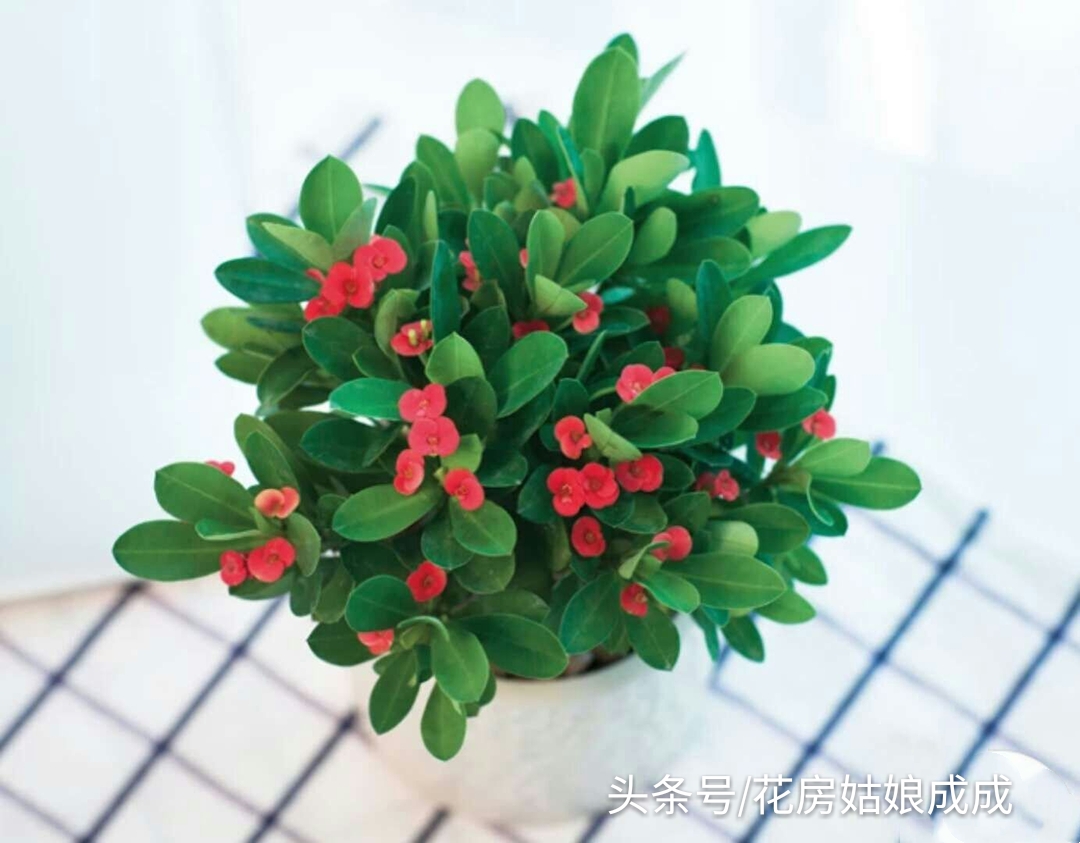 怎样养让虎刺梅从侧面生芽,虎刺梅只长一个杆怎么修剪