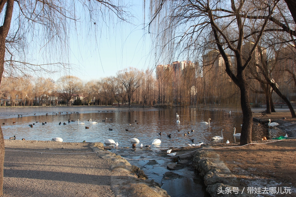 奥森附近藏着一个世外桃源，大草坪上喂白鸽、摸羊驼