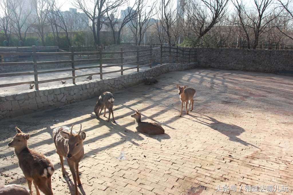 奥森附近藏着一个世外桃源，大草坪上喂白鸽、摸羊驼