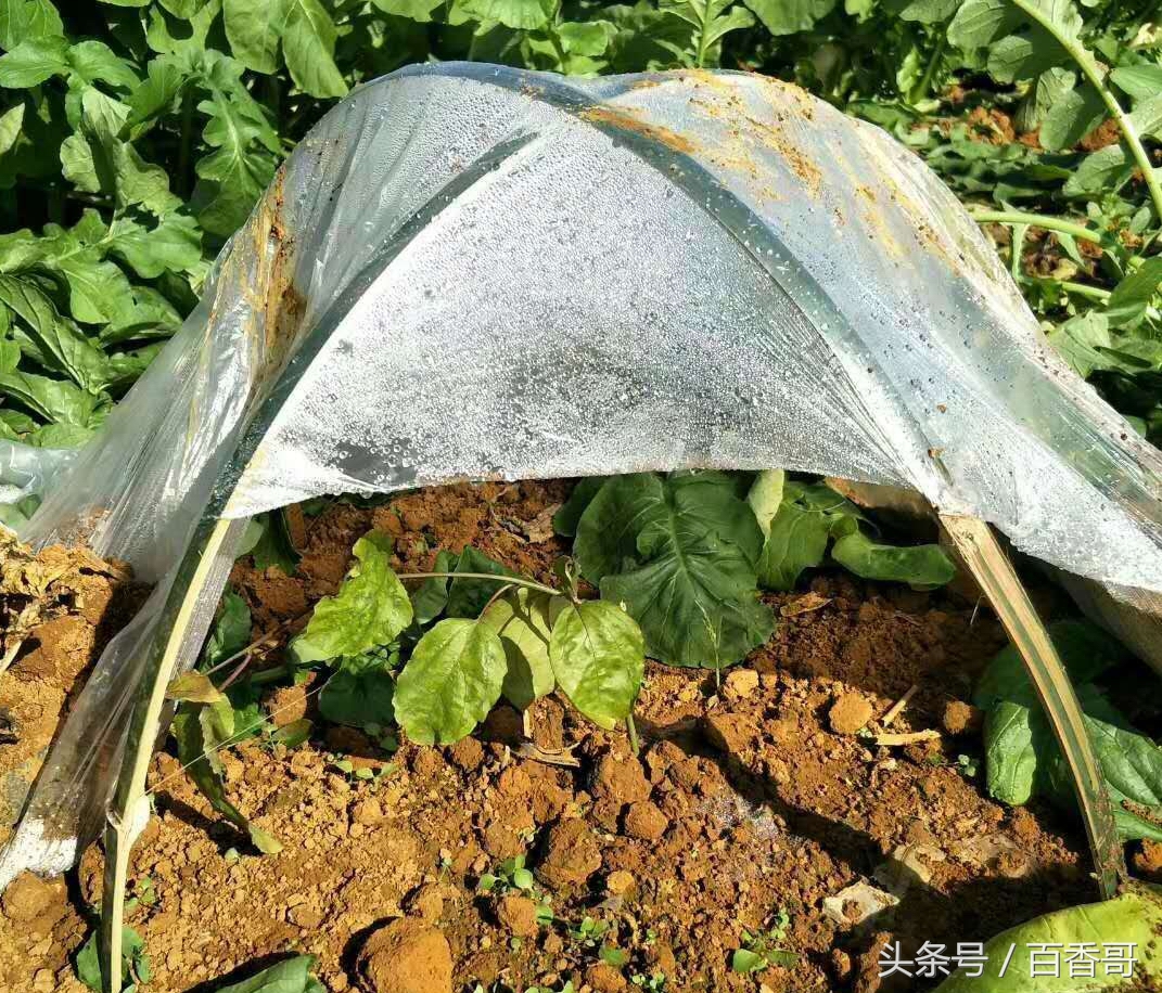 百香果防霜冻最有效的方法,百香果如何对付霜冻天气