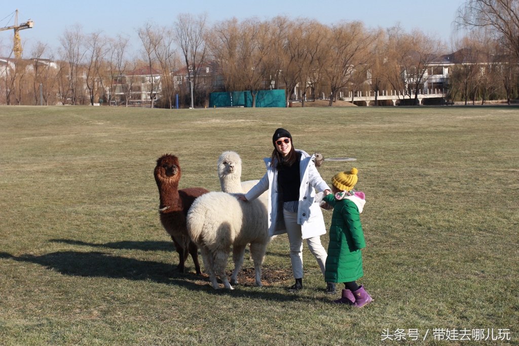 奥森附近藏着一个世外桃源，大草坪上喂白鸽、摸羊驼