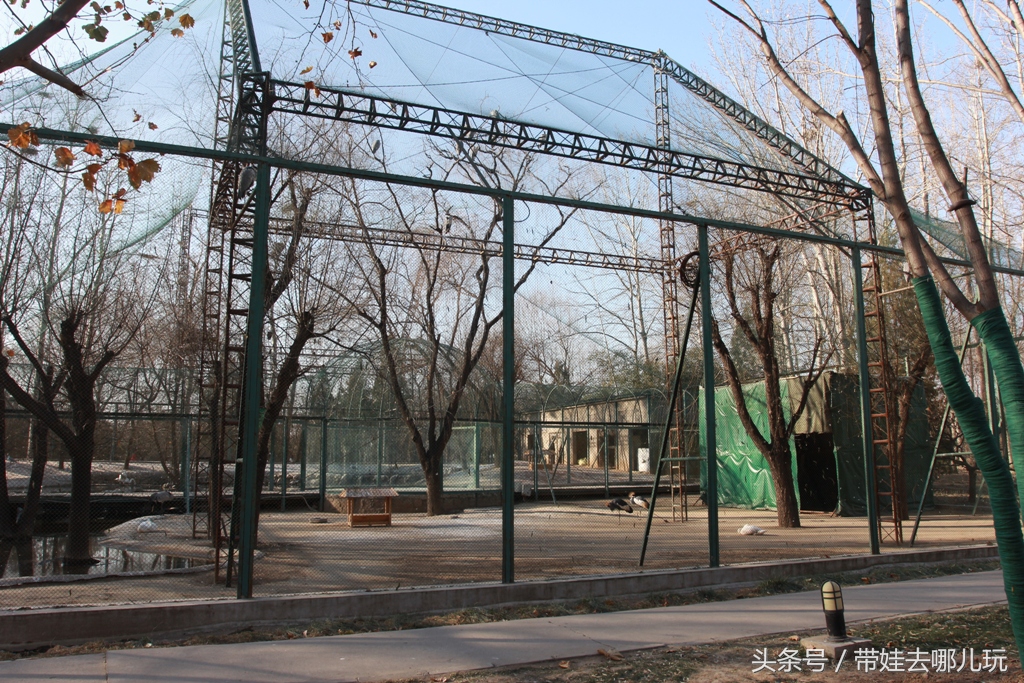 奥森附近藏着一个世外桃源，大草坪上喂白鸽、摸羊驼