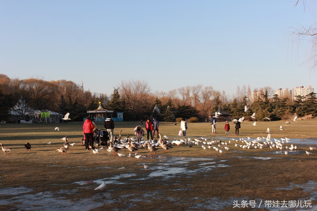 奥森附近藏着一个世外桃源，大草坪上喂白鸽、摸羊驼