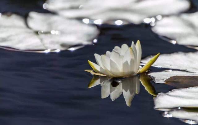 睡莲花能放在大塑料水缸里养吗,养睡莲用玻璃盆养护过程