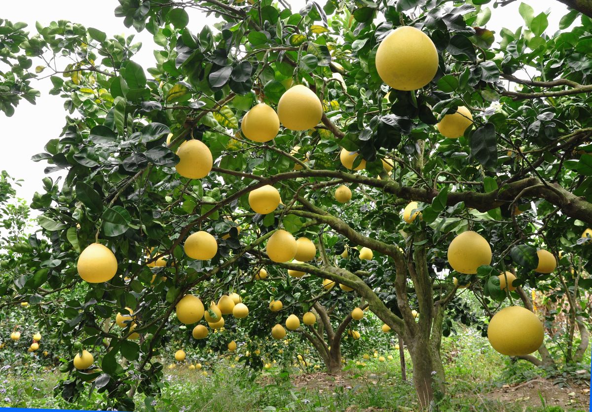 红心柚子是染色的实验告诉你真相,红心柚是染色的吗