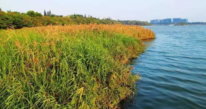 那些隐蔽的世外桃源,深圳世外桃源位置
