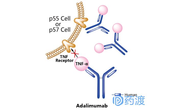 治疗银屑病生物制剂的优势,生物制剂治银屑病中的应用论文