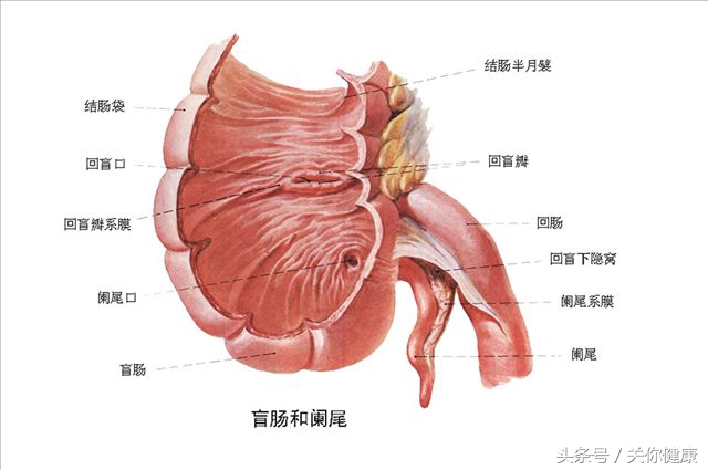 阑尾切除是扎起来切掉么,切除阑尾后发现阑尾并没有病变