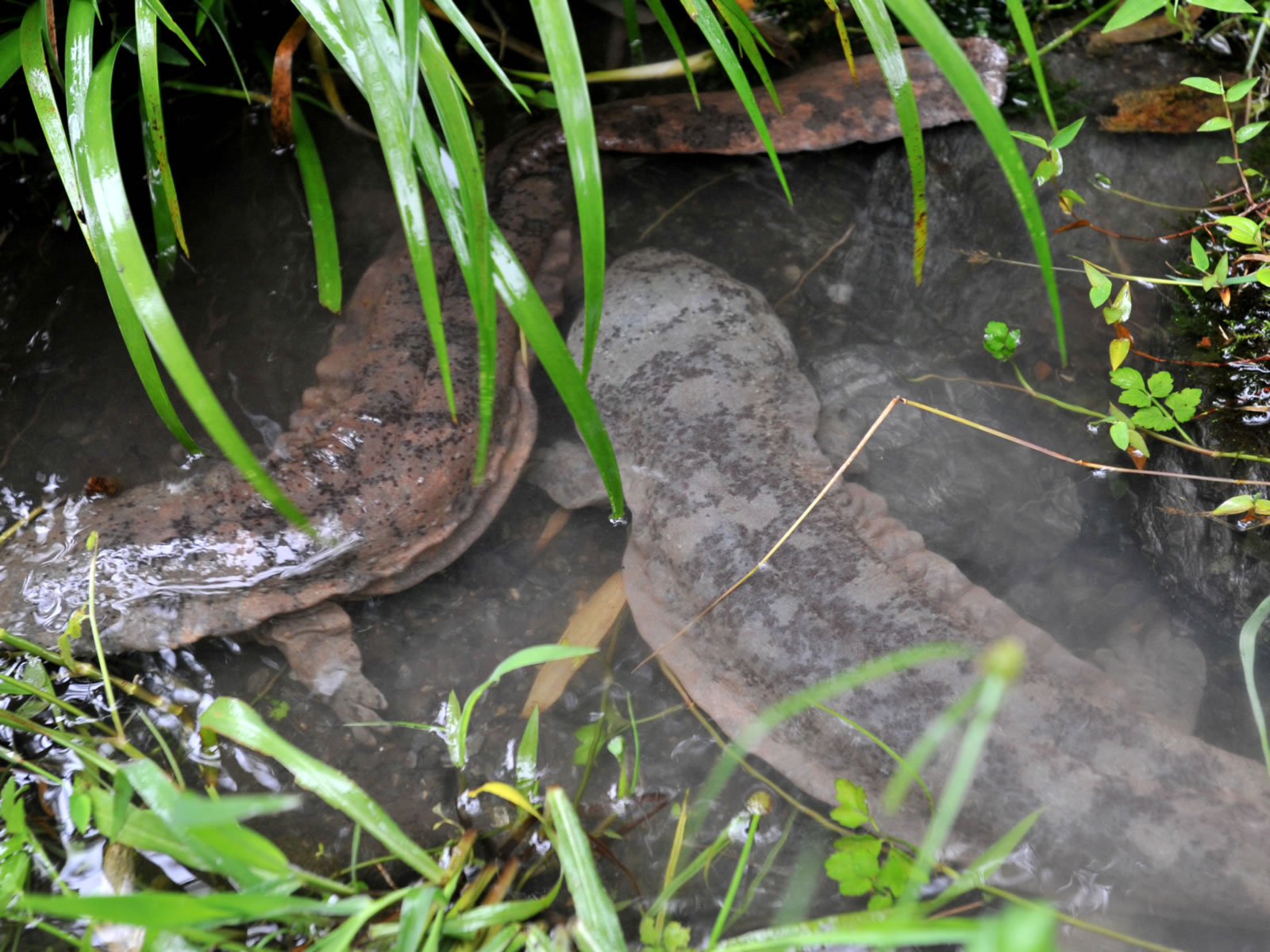 为什么“水中人参”久降停涨?娃娃鱼到底还能不能赚钱?