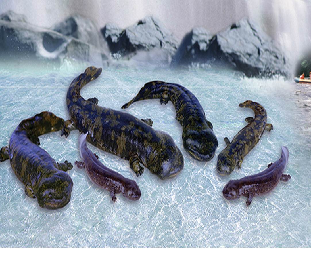 为什么“水中人参”久降停涨?娃娃鱼到底还能不能赚钱?